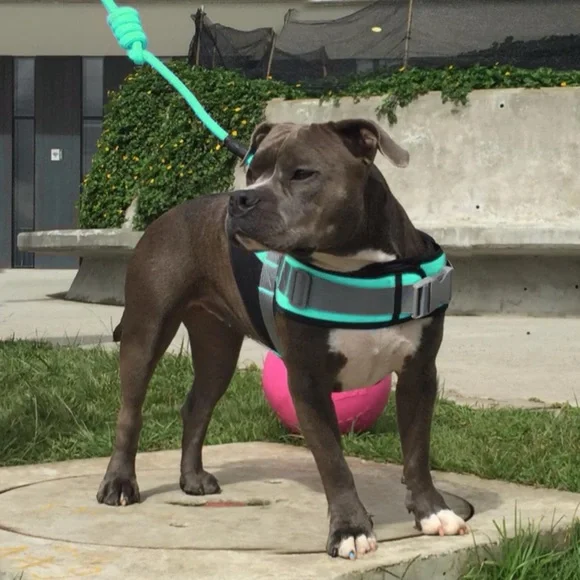 HELIOS • Teal Bark Mudder Leash Harness Dog Walker